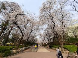 Keindahan taman bunga celosia dengan nuansa korea yang kental menghipnotis para pengunjung Foto Pesona Bunga Sakura Di Taman Seoul Korea Selatan Kumparan Com