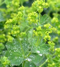Image result for Alchemilla johnstonii