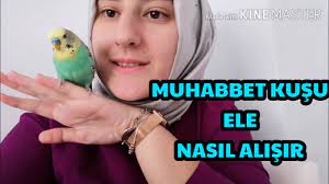 muhabbet kusu kumu ne ise yarar youtube