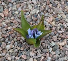 Гаити и гаитийцы в живописи. Hyacinthus Transcaspicus Vikipediya