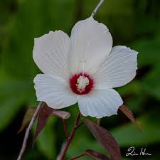 Image result for Hibiscus aethiopicus