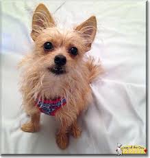 Peanut The Chihuahua Cairn Terrier Mix Dog Of The Day November 23 2015 Chihuahua Terrier Pitbull Terrier Chihuahua Terrier Mix