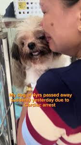 Diagnosed pyometra and had cardiac arrest 1hr b4 d shed surgery 😭😭😭  #furbaby #furbabylove #shihtzu #doglover #petlover #furmom #dog  #dogsoftiktok