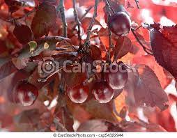 The leaves are a dark green with serrated edges. Fruit Of The Flowering Plum Tree With Characteristic Dark Red Leaves Black Cherries Canstock