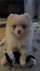 What brush is recommended for Pomeranians?