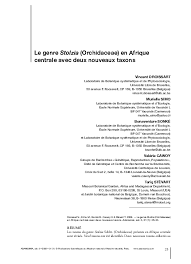 Image result for Stolzia cupuligera