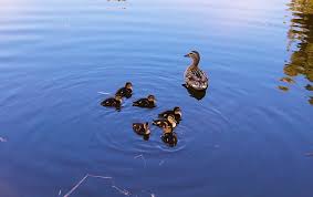 Menggambar bebek untuk anak tk, maupun anak usia dini tentu sangat berbeda dengan cara menggambar untuk anak smp, baik pada teknik, tahap, maupun hasil gambarannya. Bebek Meriam Keluarga Itik Berenang Danau Air Tema Binatang Hewan Piqsels