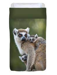 Ring Tailed Lemur And Twins Madagascar Duvet Cover For Sale By Suzi Eszterhas Twin Baby Animal Nursery Baby Animal Nursery Art Safari Animal Wall Art