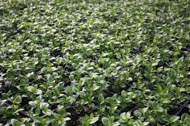 Image result for Vinca major