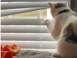 We did not find results for: 8 Potret Kocak Kucing Lagi Penasaran Bikin Senyum Lihatnya Citizen6 Liputan6 Com