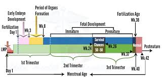 Fetus Growth Stages And Viability