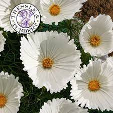 Rare Cosmos Cupcakes White Flowers 25 Seeds Uk Seller