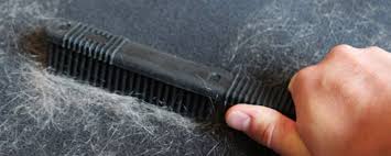 طريقة إزالة شعر القطط من الملابس والأثاث دليل العيادات البيطرية دكتور بيطري بين يديك