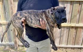 Presa canario cane corso x mastiff 8 puppies for sale 2x tri colour 1 male & 1 female 4x dark brindle 1 male 3 female 2x sandy with all black mask 1 male & 1 female 4 weeks old born 31/05/21 mother can be seen father was stud £250. Presa Canario Puppies For Sale In Cocoa Florida