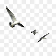 Gambar burung cililinformat png : Burung Unduh Gratis Lukisan Cat Air Menggambar Ilustrasi Tangan Berwarna Parrot Burung Splash Gambar Png