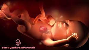 30 Semanas De Embarazo Posicion Del Bebe Youtube