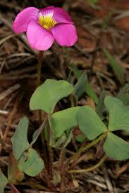 Image result for Oxalis obliquifolia