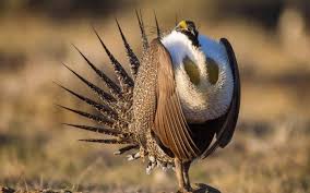 Most Rare Birds In The World Passaros Aves