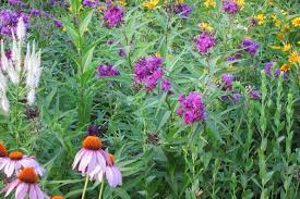 Image result for Vernonia infundibularis