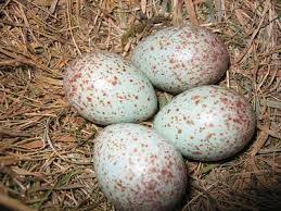 Bird Eggs With Brown Spots On Shell Mistle Thrush Eggs Mistle Thrush Bird Eggs Birds