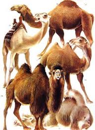 How the camel got his hump kipling's story. Camel Lot Christmas 2018