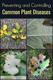 Not sure what you're looking for or what to do next? Plant Diseases In The Garden How To Prevent And Control Them Plant Diseases Garden Diseases Plant Pests
