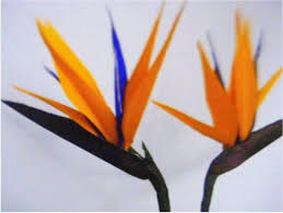 Birds Of Prey Flower Paper Flower Bird Of Paradise Tissue Paper Flowers Paper Flowers Paper Flowers Diy
