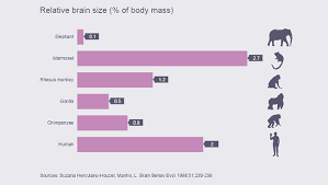 Does Brain Size Matter