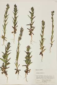 Image result for Gentianaceae