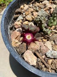 Image result for Duvalia polita