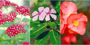 These plants attract butterflies to the area with color and scent. 10 Heat Tolerant Plants That Will Survive And Thrive This Brutal Summer
