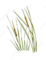 Image result for Typha