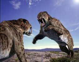 Who Would Win: The Largest Male Lion Or A Saber Tooth Tiger? - Quora