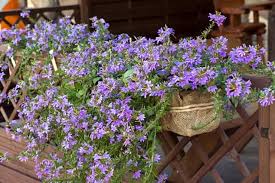 Image result for foto Vějířovka