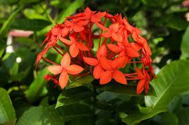 (a gift for example) address: 365 Days Flowering Plants In India Flowers That Bloom In All Seasons