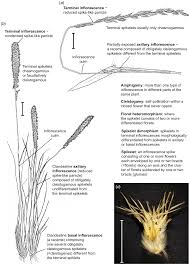 Image result for Aristida stenostachya