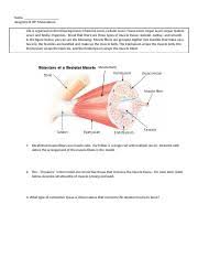 Pogil Muscles Contractions Doc Pogil Activity On The Muscular System The Basis Of Movement Life Is Organized In The Following Levels Chemical Course Hero