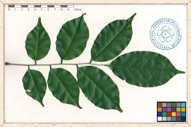 Image result for Pterocarpus indicus