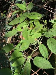 Image result for Tragiella natalensis