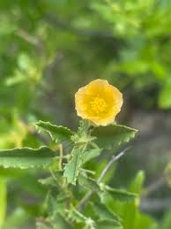 Image result for Sida chrysantha