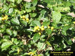 Image result for Solanum sp.no.2