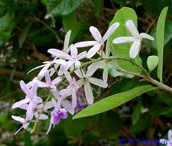 Image result for Petrea volubilis