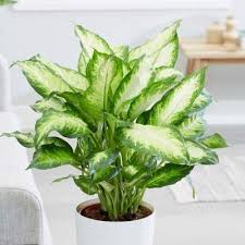 12 Houseplants That Can Survive Darkest Corner Of Your House Homesteading In 2020 Buy Indoor Plants Indoor Plants Low Light House Plants