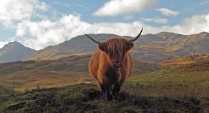 Image result for highland cow