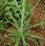 Image result for Sonchus dregeanus