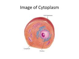 We did not find results for: What Is Cytoplasm And How Does It Work Ppt Video Online Download Plant And Animal Cells Eukaryotic Cell Cell Organelles