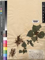 Image result for Obetia tenax