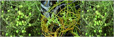Image result for Cassytha filiformis