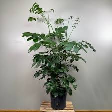 Image result for Trichilia