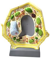 See more ideas about plant cell model, cell model, plant cell. Eisco Model Plant Cell School Specialty Canada